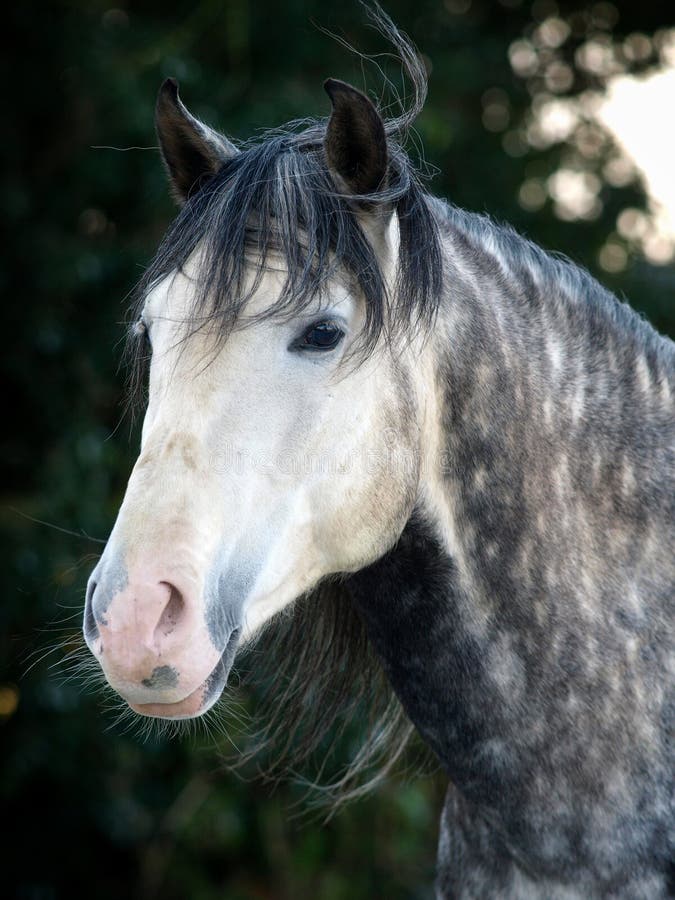 Grey Horse Head Shot stock photo. Image of eyes, dapple 27000826