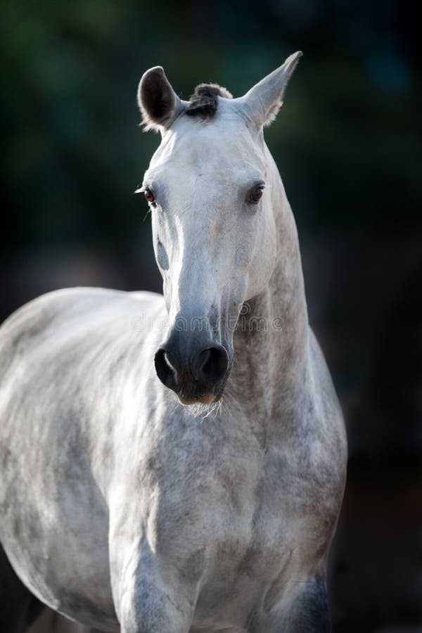Grey horse portrait