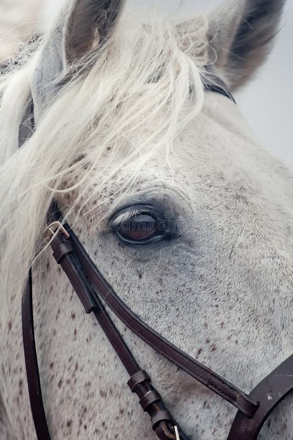 Grey horses eye stock image. Image of skins, close, autumn 35597489