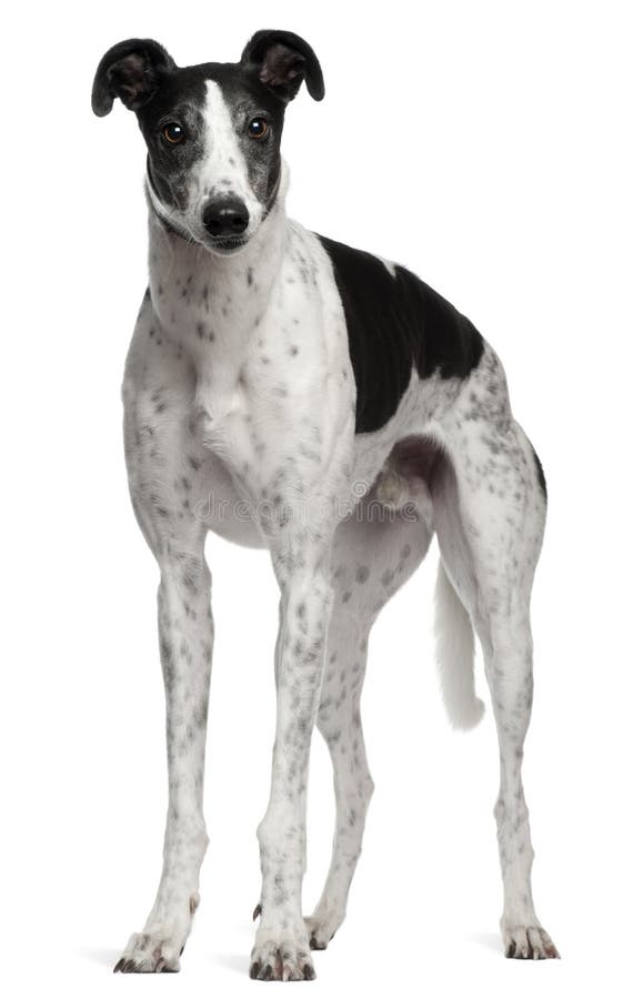 Grey Hound, 4 years old, standing