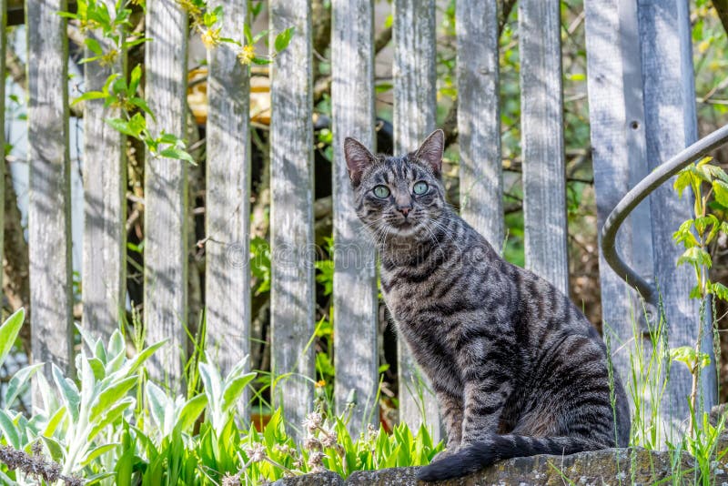 Grey house cat outside sitting in front of a fence