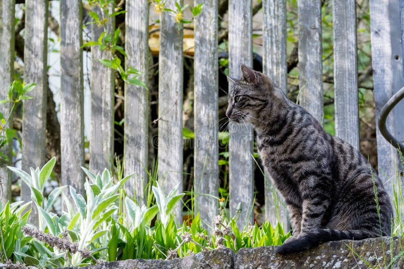 Grey house cat outside sitting in front of a fence