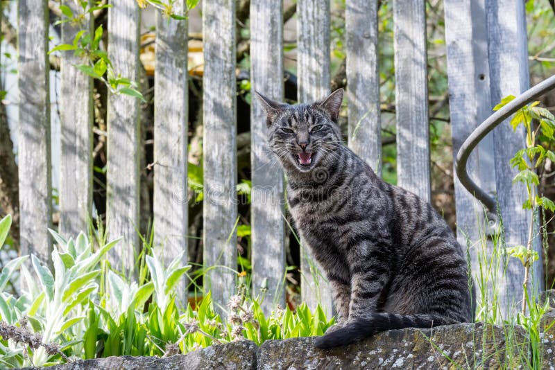 Grey house cat outside sitting in front of a fence