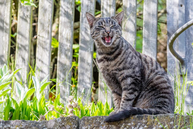 Grey house cat outside sitting in front of a fence