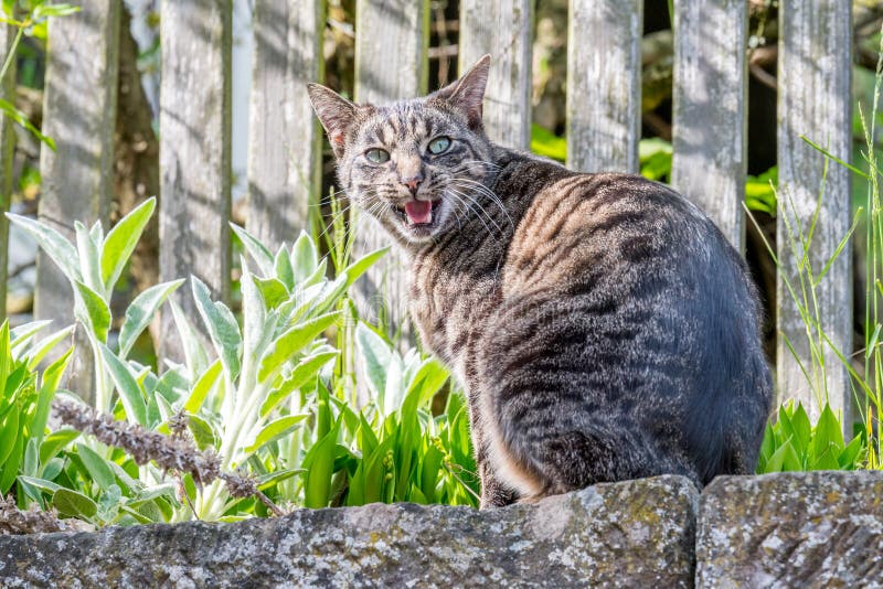 Grey house cat outside sitting in front of a fence