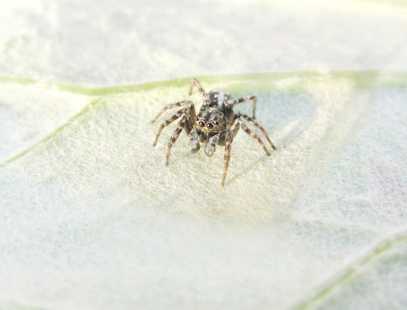 Grey Jumping Spider on the Leaf Stock Photo Image of crawly, green