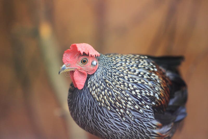 grey jungle fowl