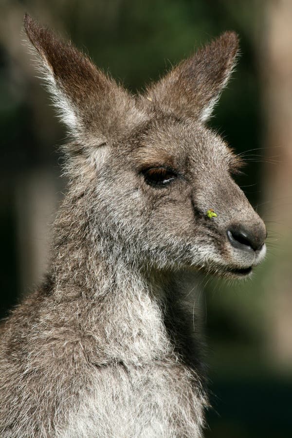 Grey Kangaroo, Australia