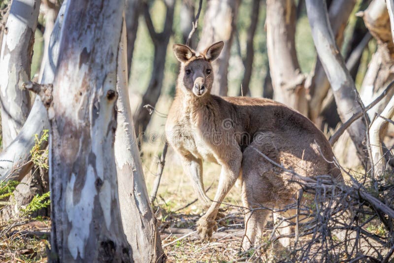 Grey Kangaroo orientale maschio selvaggio, parco storico dei terreni boscosi, Victoria, Australia, giugno 2019 immagine stock libera da diritti Grey Kangaroo orientale maschio selvaggio, parco storico dei terreni boscosi, Victoria, Australia, giugno 2019 immagine stock libera da diritti