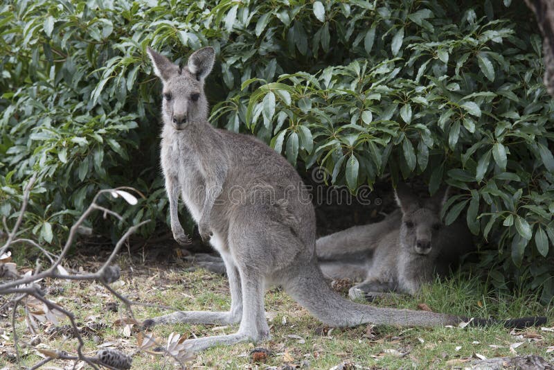 Grey kangaroos royalty free stock photos