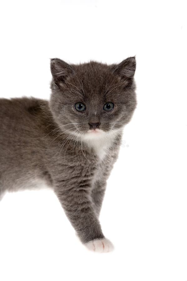 Grey Kitten Picture. Image 3396420