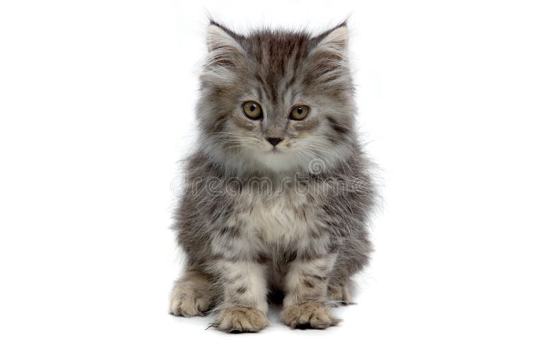 Simpatico gattino grigio su sfondo bianco.