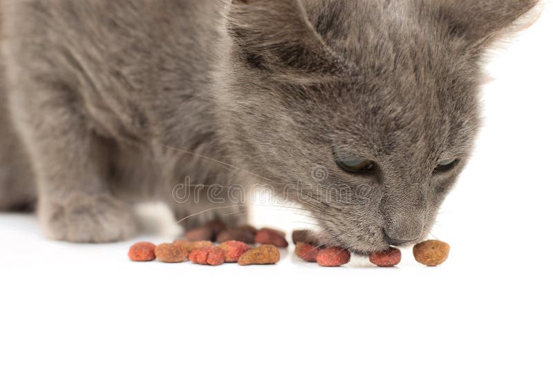 Kitten eating stock photo. Image of little, animal, pussycat 22425036