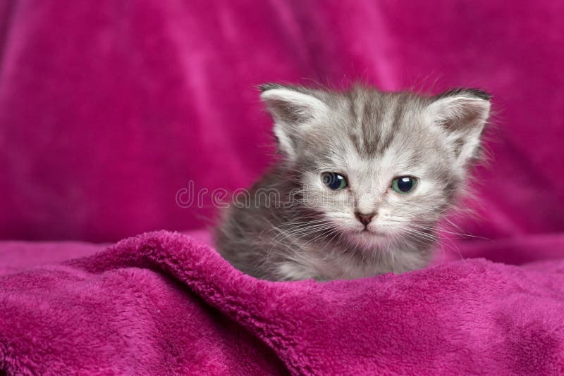 Cat Bed Pink Super Soft Fleece Throw Blanket Pink Gray Cat