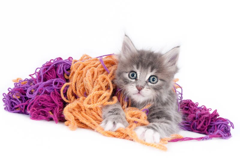 Grey kitten playing with wool