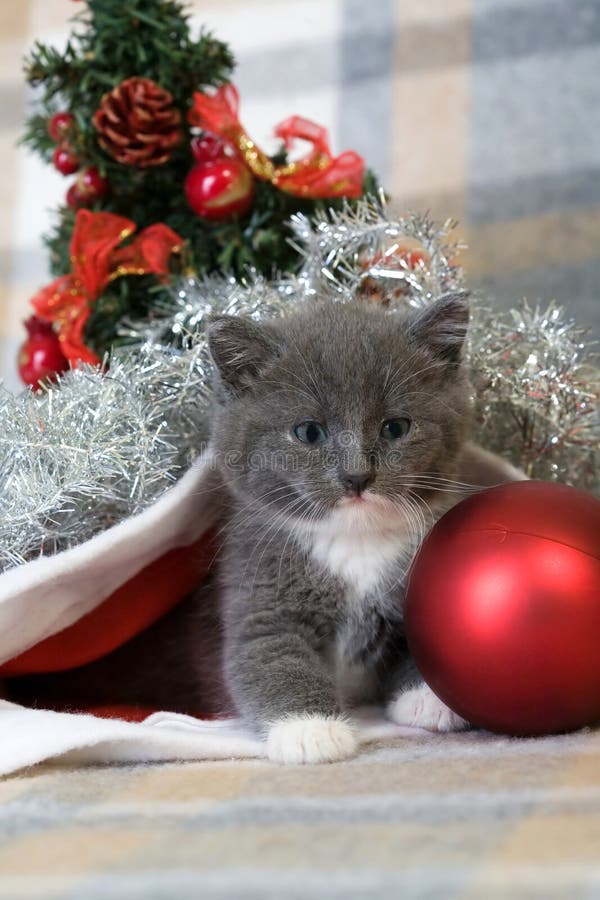 Фото новогодние котики