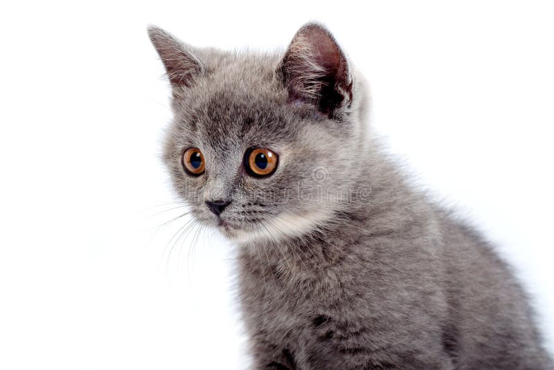 Grey kitty