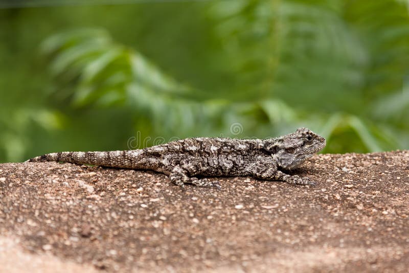 Grey lizard resting on rock stock photos Grey lizard resting on rock stock photos