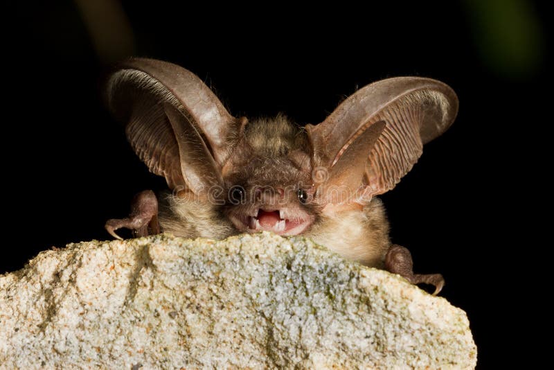 Grey long eared bat resting