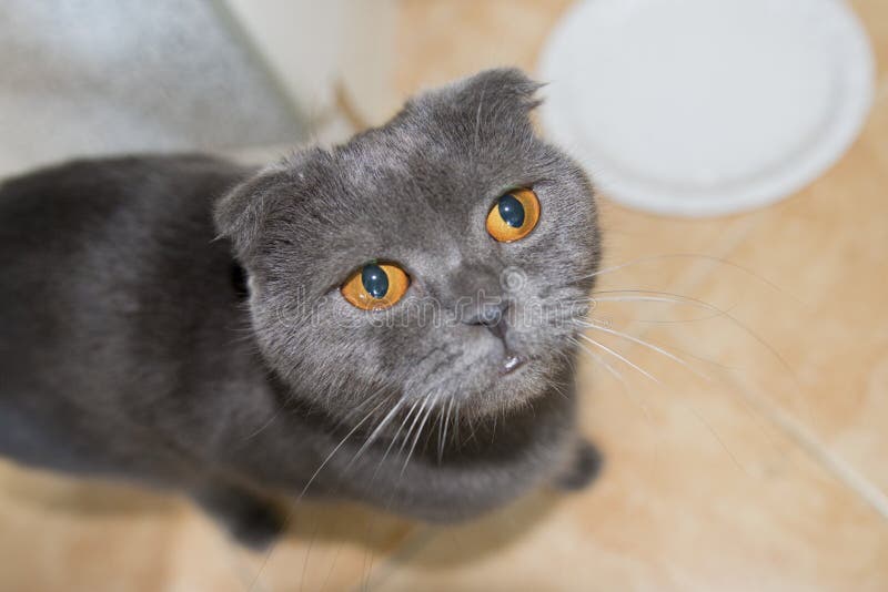 Grey Lopeared Scottish Fold Cat is Asking for Food Stock Image Image of love, kitten 71068699