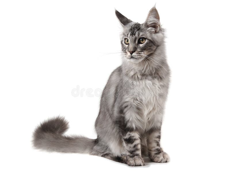 Grey maine coon cat stock photo. Image of posing, softness 13425048