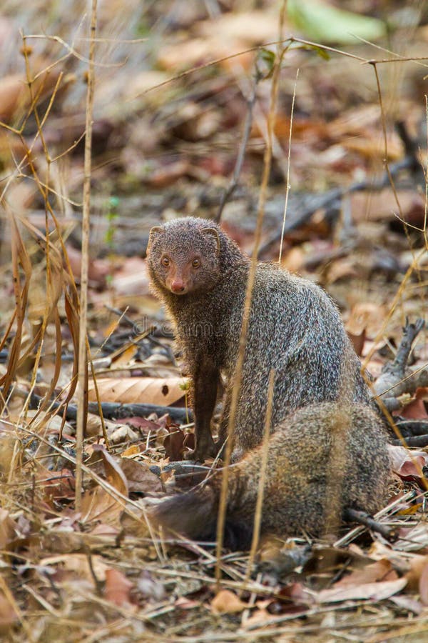 Grey Mongoose Looking Back on the Forest Floor of Bandhavgarh Stock Photo -  Image of animals, surveillance: 231138512