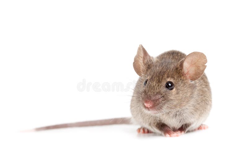 Grey mouse isolated on white