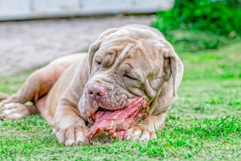 Grey Neapolitan Mastiff Dog Lying On A Meadow And Eat A Raw Bone. Grey Neapolitan Mastiff Dog Lying On A Meadow And Eat A Raw Bone