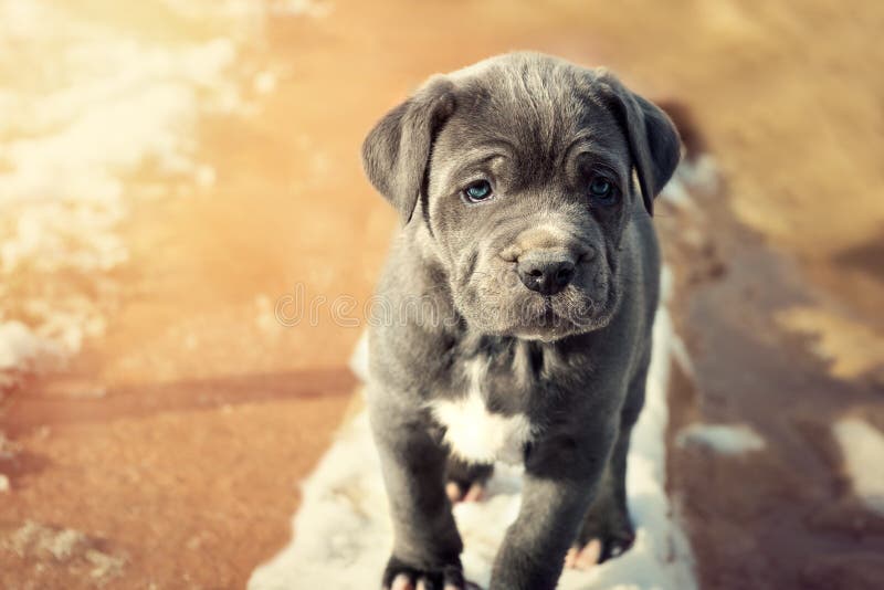 Grey Neapolitan Mastiff puppy with strong lensflare. Grey Neapolitan Mastiff puppy with strong lensflare