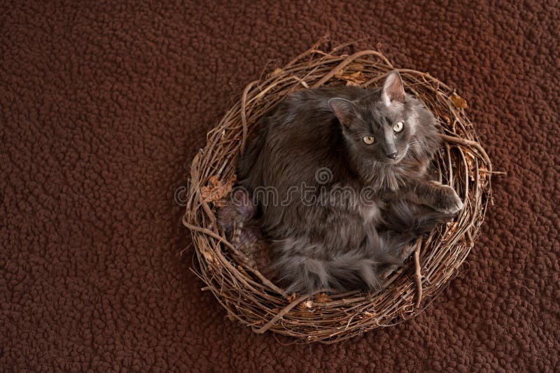 Grey Nebelung Cat in Nest