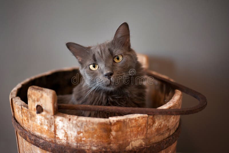 Grey Nebelung Cat in Wooden Bucket