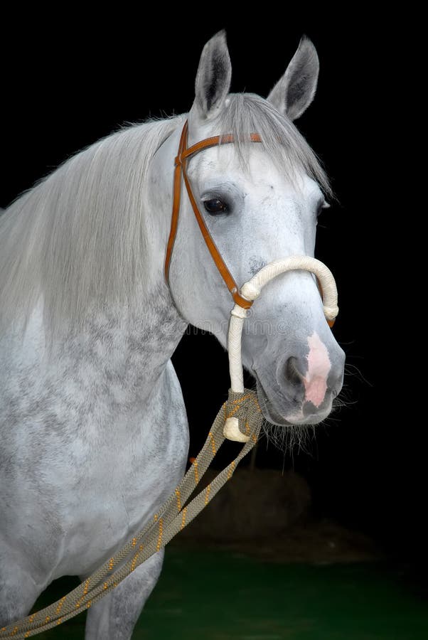 Grey orlov trotter horse on black