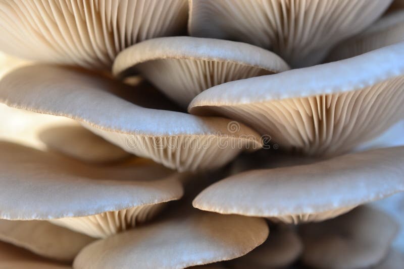 Grey Oyster Mushrooms 2 background