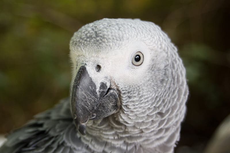 Grey parrot