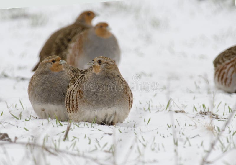Grey partridge stock photo. Image of perdix, farming 28701244