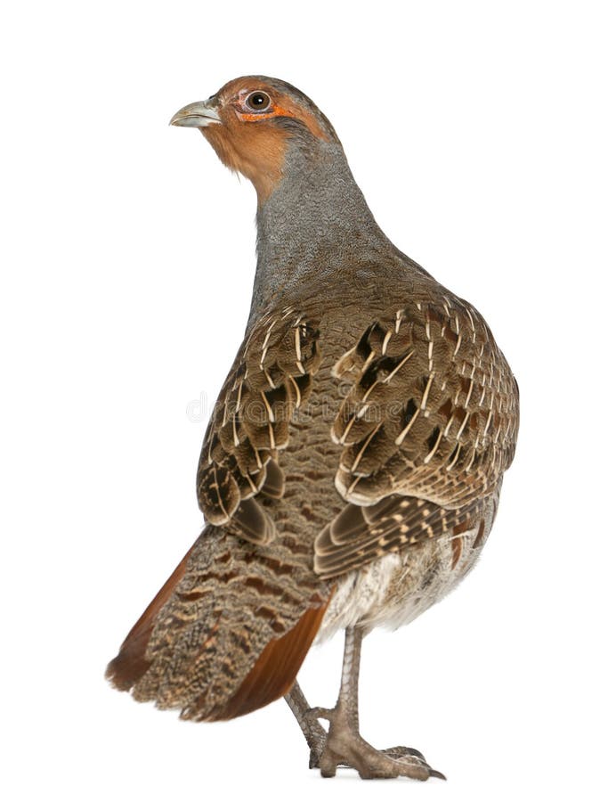 Grey Partridge, Perdix perdix, also known as the English Partridge, Hungarian Partridge, or Hun, a game bird in the pheasant family, standing in front of white background