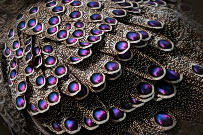 Grey peacock-pheasant, Polyplectron bicalcaratum, close-up detail of plumage, grey and blue pink feathers. Animla from Asia and national bird of Burma.