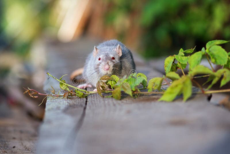 Grey Pet Rat with Red Eyes Outdoors Stock Photo Image of background