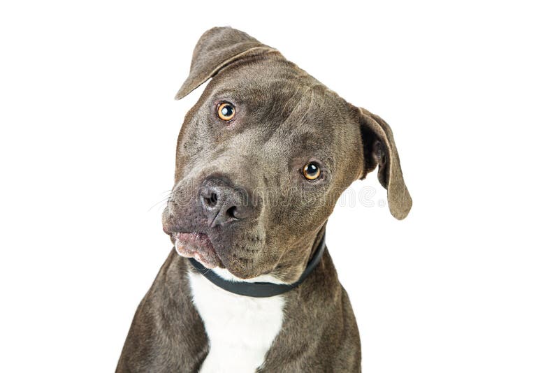 Grey Pit Bull Dog Closeup Tilting Head