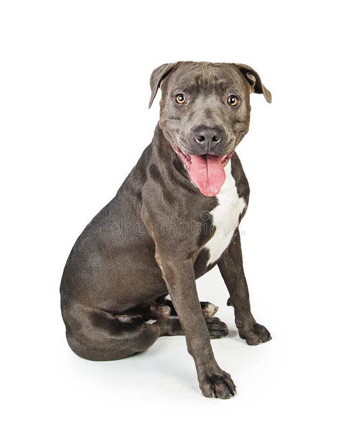 Grey pitbull terrier best sale puppies
