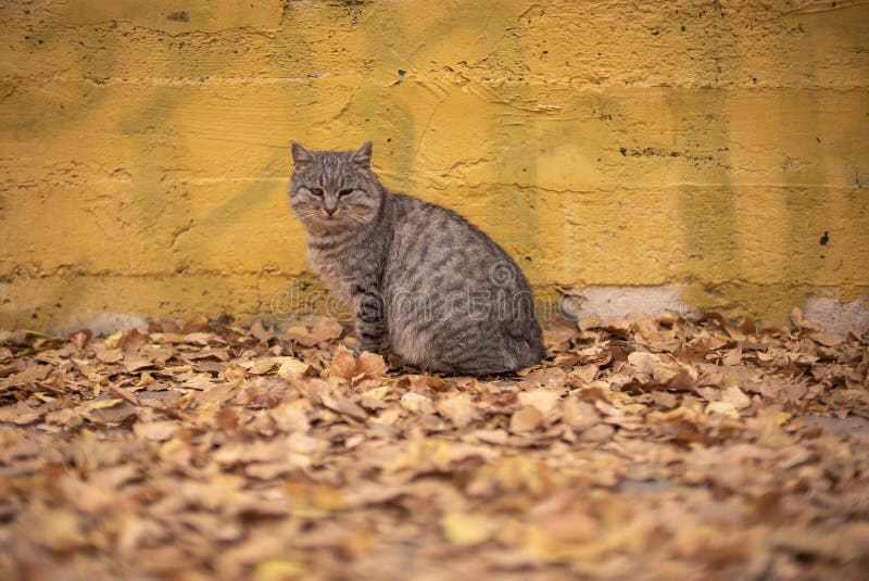 Grey poor stray cat sitting near yellow wall on autumn leaves in park in Odessa royalty free stock photos Grey poor stray cat sitting near yellow wall on autumn leaves in park in Odessa royalty free stock photos
