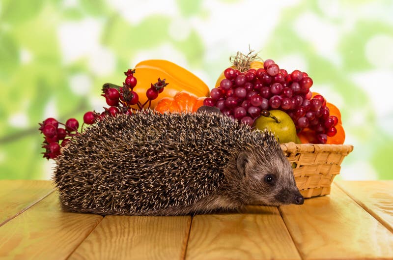 Grey Prickly Hedgehog, Beside Basket Of Fruit And Vegetables On Light Green Stock Image Image