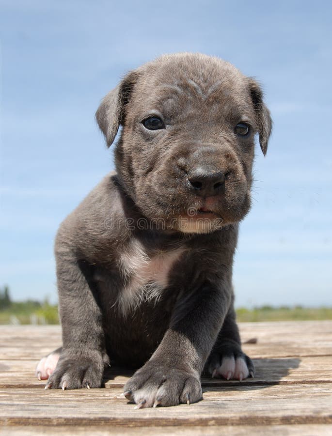 Grey Puppy cane corso stock photo. Image of breed