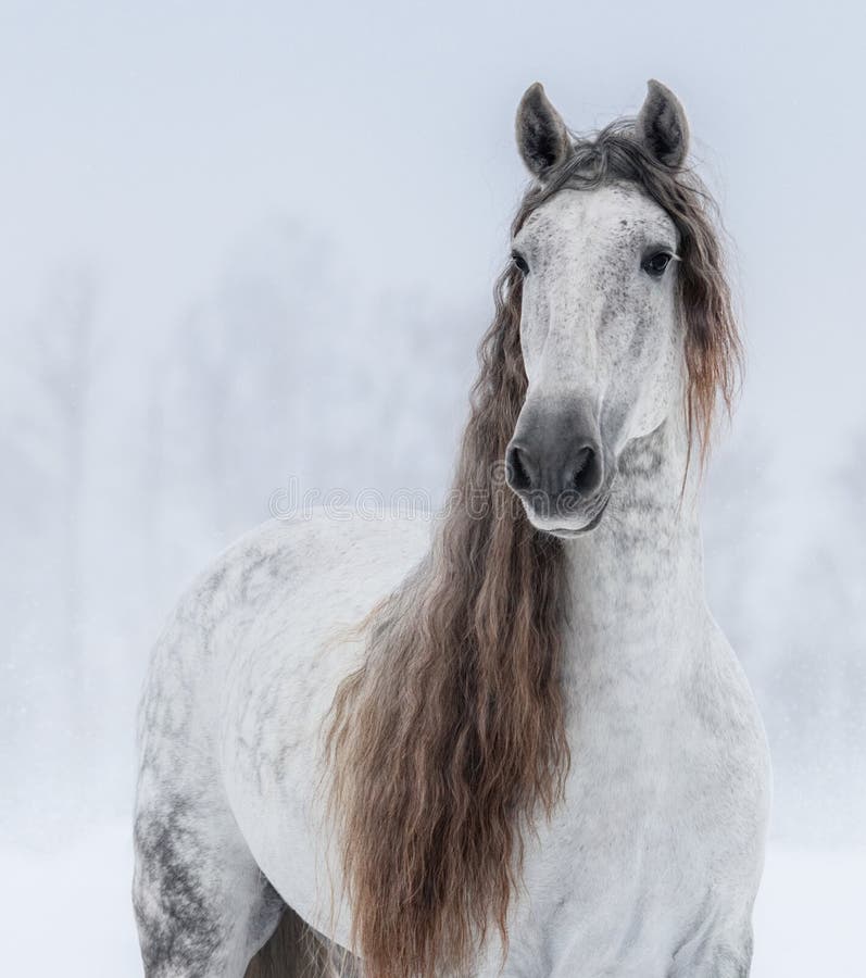 Grey Pure Spanish Horse con la criniera lunga