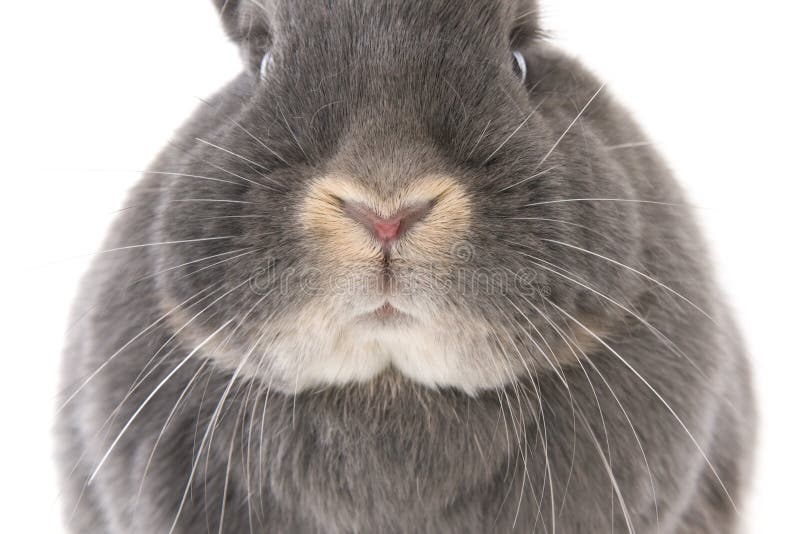 Rabbit mouth and nose stock photo. Image of grey, clean 33908096