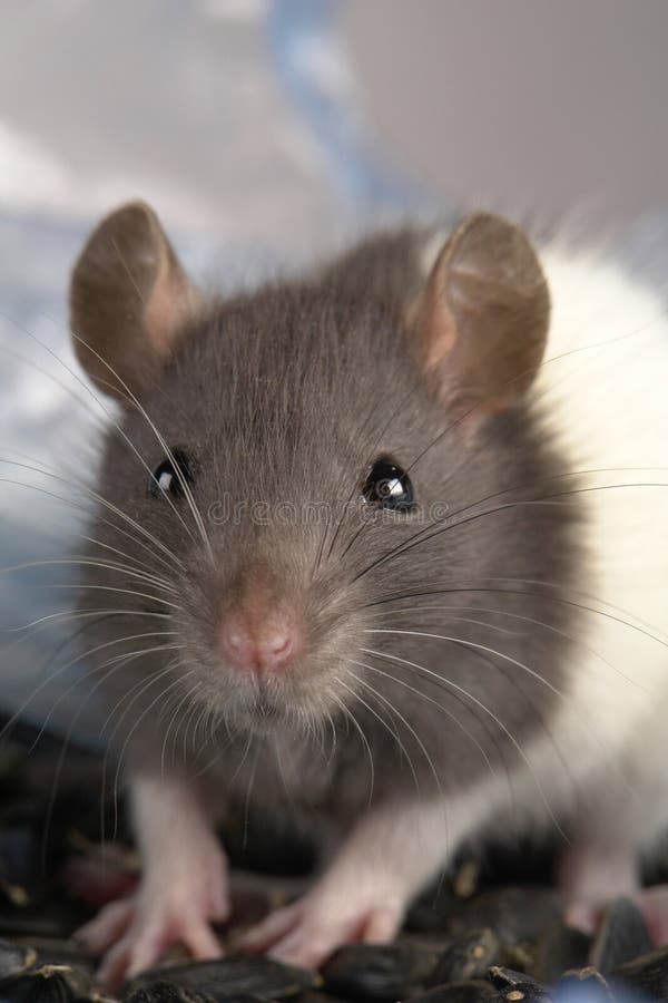 Grey rat