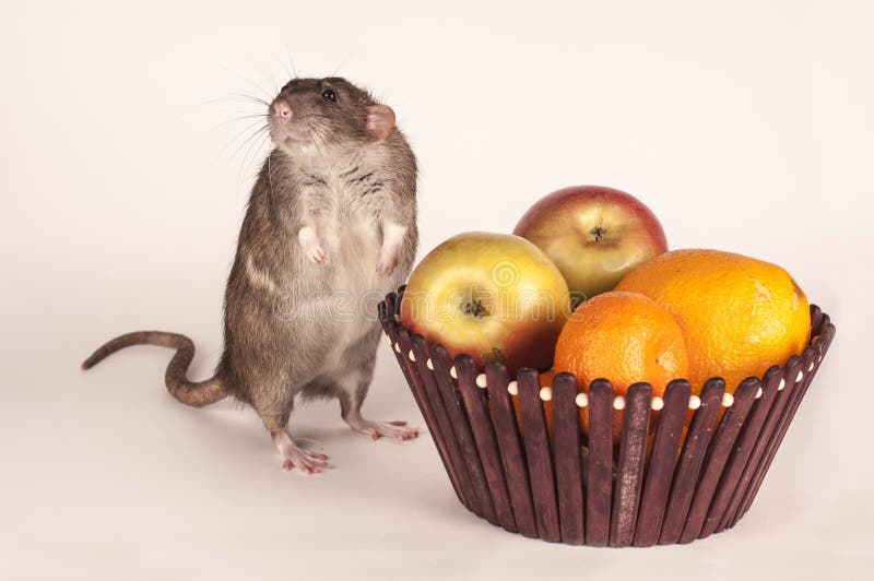 Cute Rat Dumbo on a White Isolated Background with Fruit. Grapes and