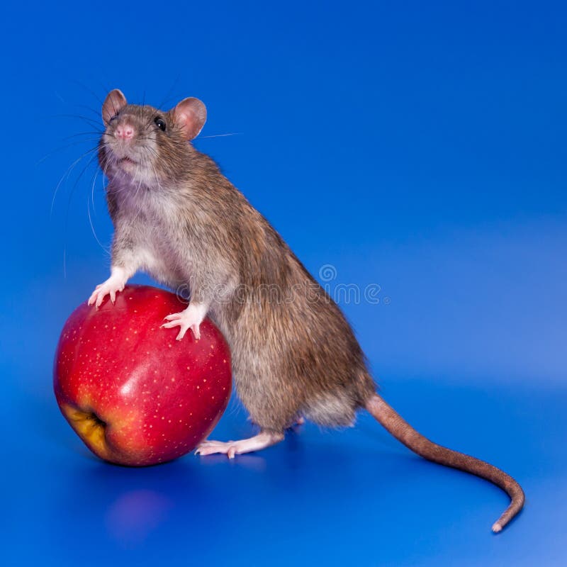 Small mouse eating apple. stock image. Image of being 20996909
