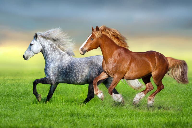 Two horse run on pasture stock photo. Image of pasture 180917146