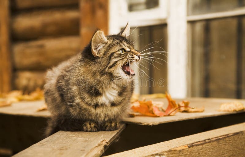 black cat making angry face showing teeth on pink background, Stock image